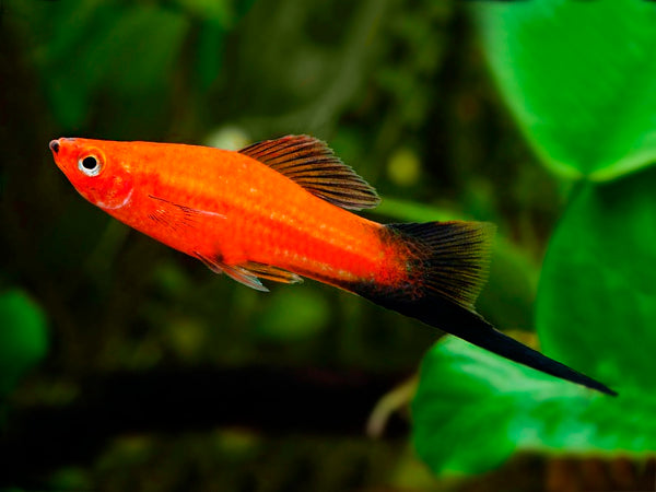 Red Wagtail Swordtail (Xiphophorus hellerii )