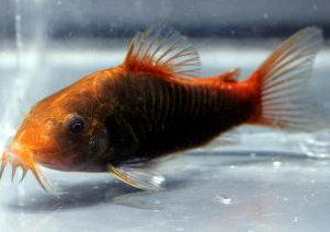 Corydoras sp。 hephaestus （Fire Corydoras）