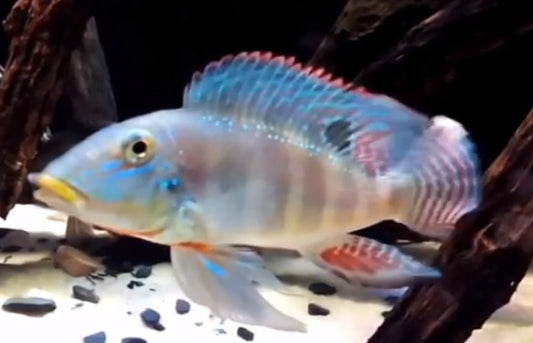 Xingu stone-bearer Geophagus (Retroculus xinguensis )
