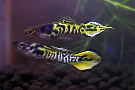 Tylander Fish Tropical Fish – Aquapets ( KowloonAquarium)