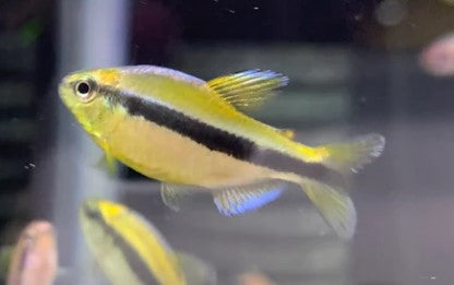 Yellow lapis tetra(Wild Caught) -hyphessobrycon cyanotenia sp.