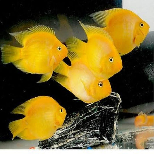 Yellow Parrot Fish Cichlasoma var. 'parrot fish' (online only, 24 hrs notices store pick up)
