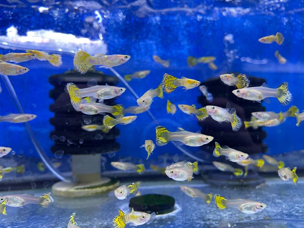 Yellow Tiger guppy